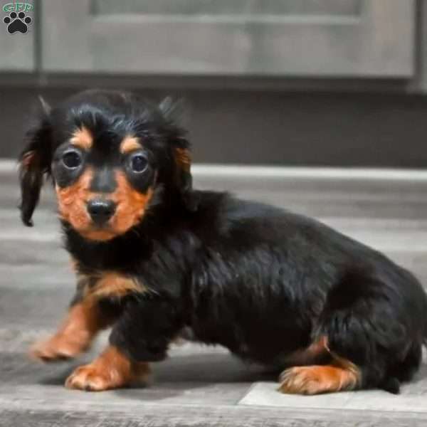 Steward, Dachshund Puppy